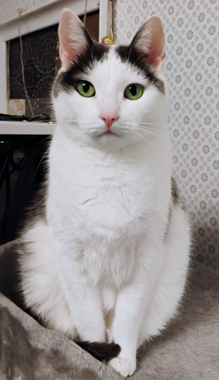 Valkoinen kissa mustin korvin