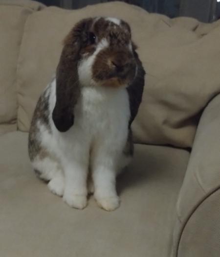 Valkoruskea kani istuu sohvalla